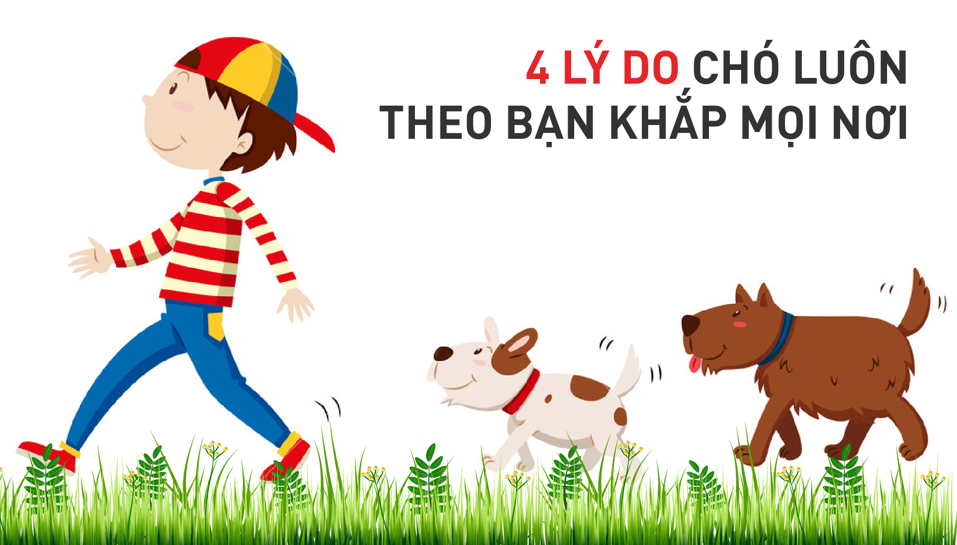 4 lý do chó luôn theo bạn khắp mọi nơi