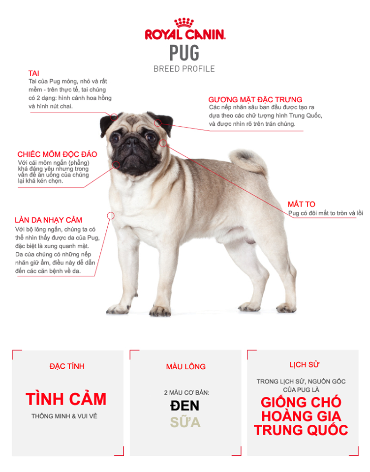 Chó Bull Anh: Đặc điểm, giá bán và những điều cần biết