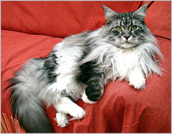meo-maine-coon