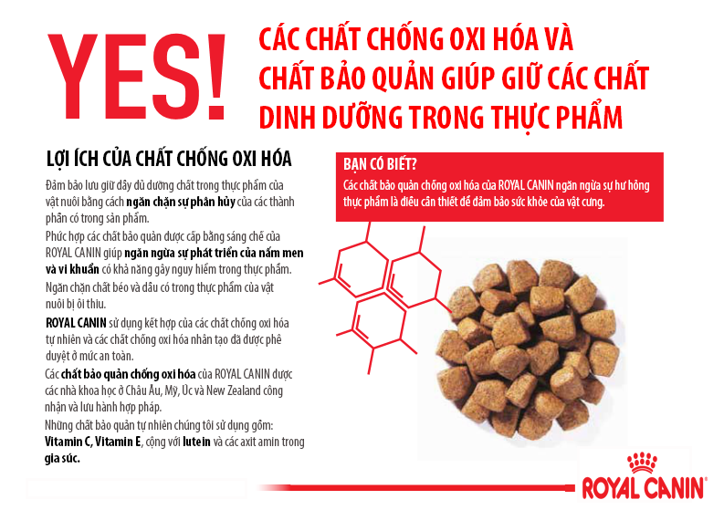 chat-chong-oxi-hoa-trong-thuc-an-cho-cho
