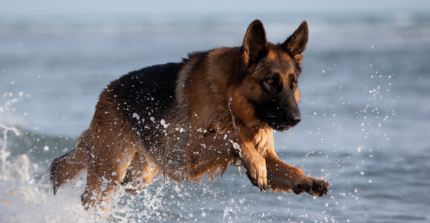 GERMAN SHEPHERD - CHÚ CHÓ BECGIE ĐỨC DŨNG CẢM