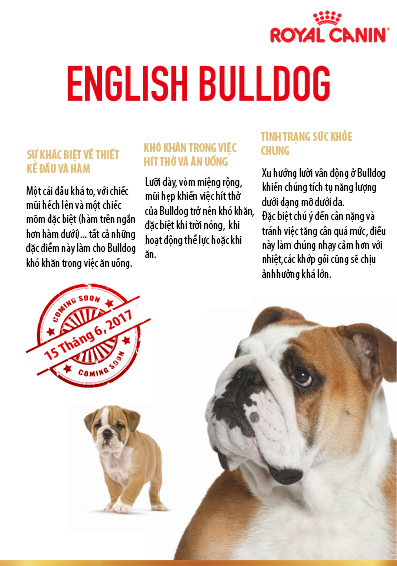 thong-tin-english-bulldog