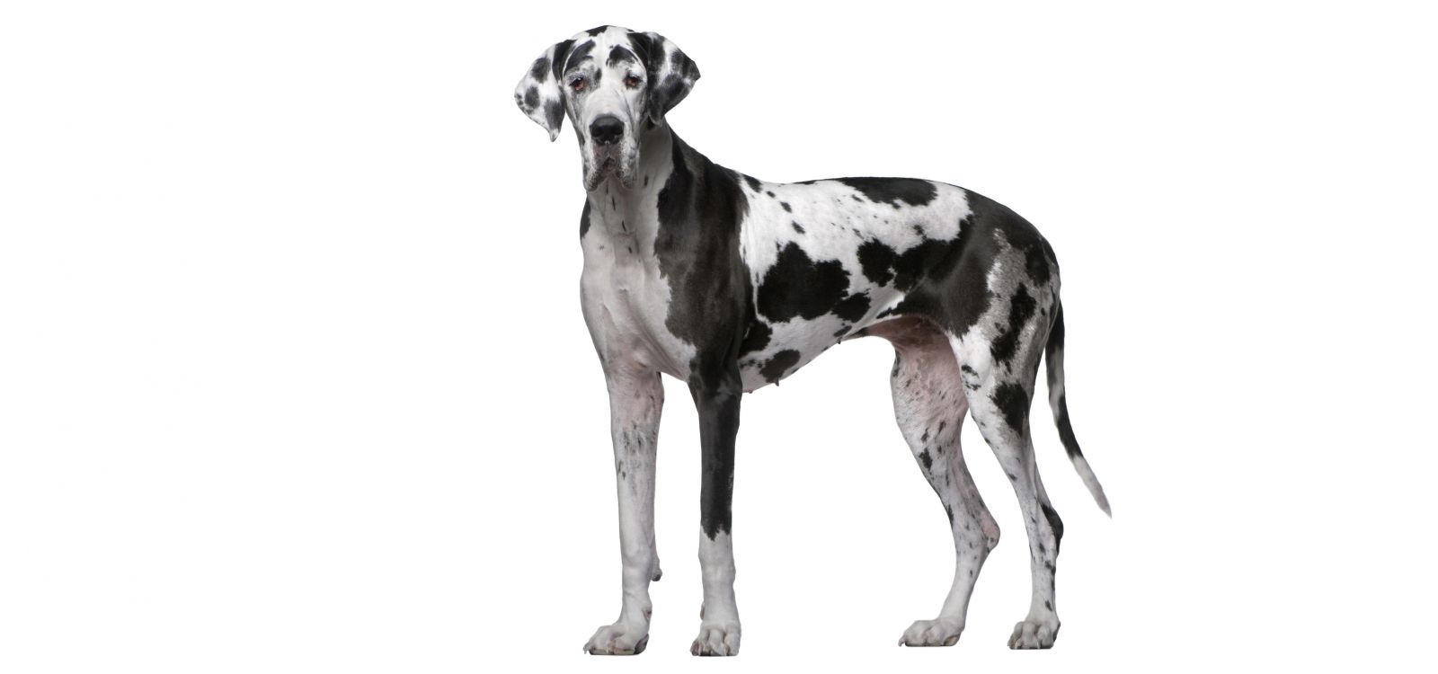 GREAT-DANE