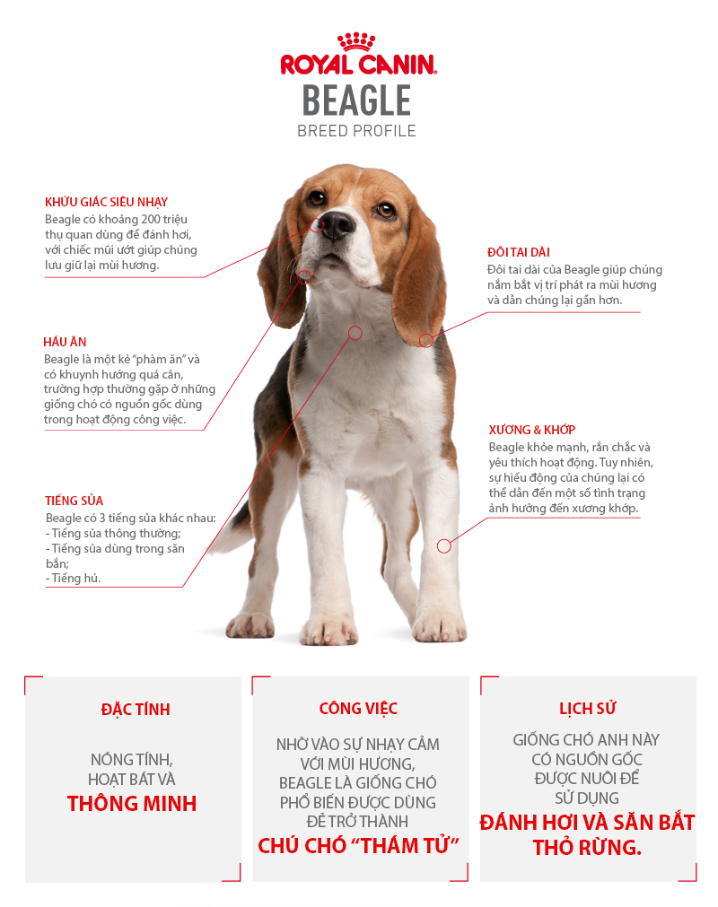 cho-beagle