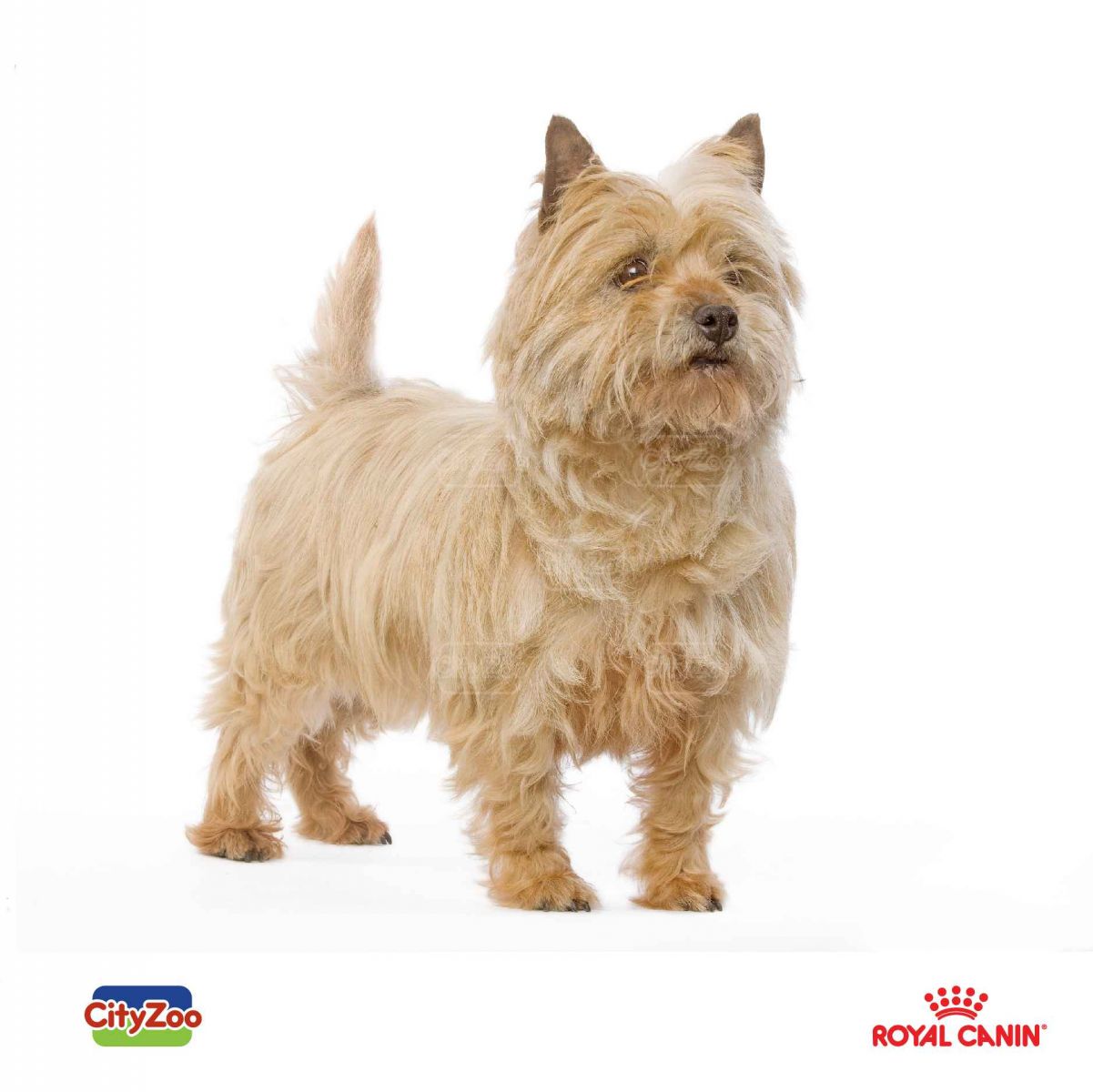 cho-cairn-terrier-dep