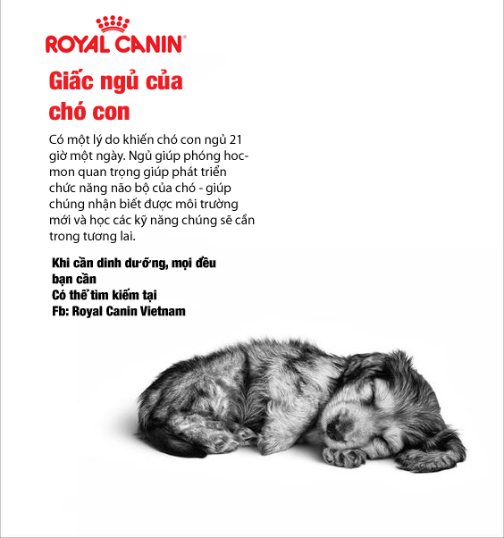 royal-canin-su-that-cho-con