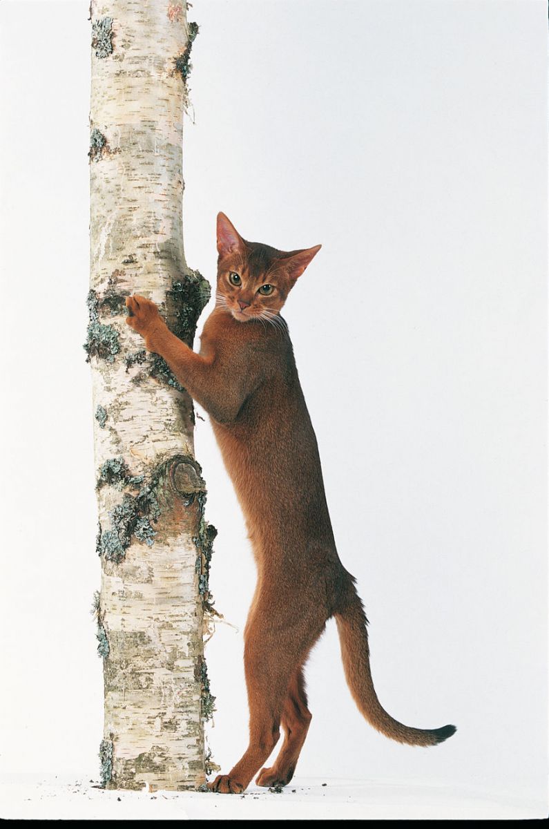 meo-Abyssinian