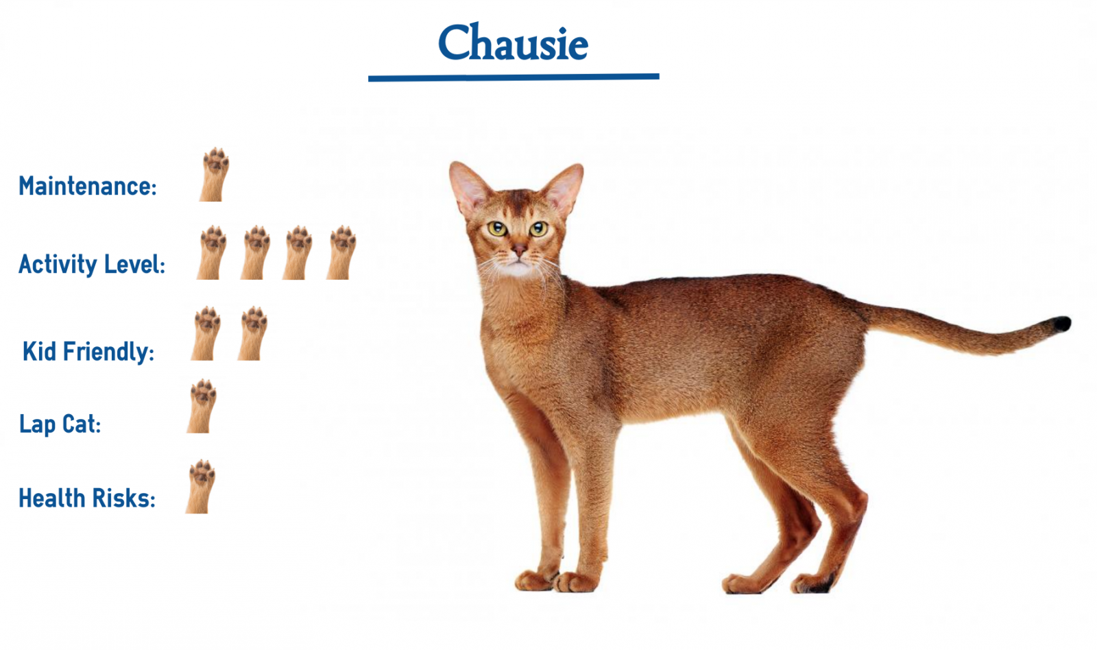 meo-chausie
