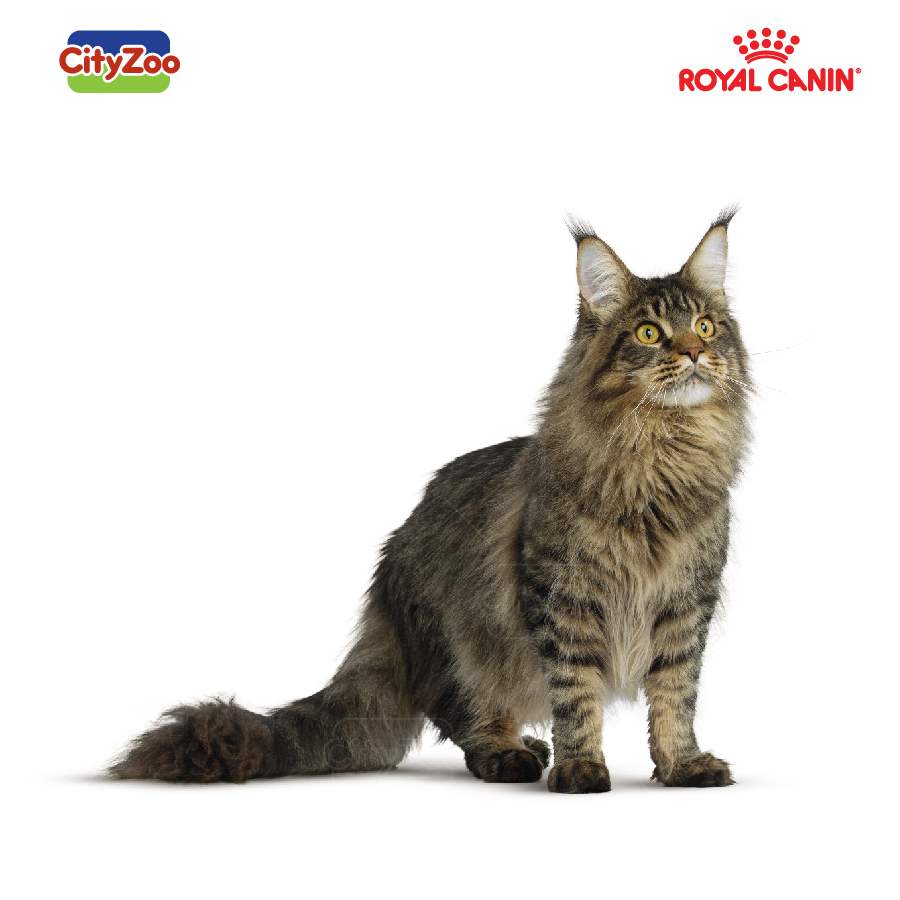 meo-maine-coon