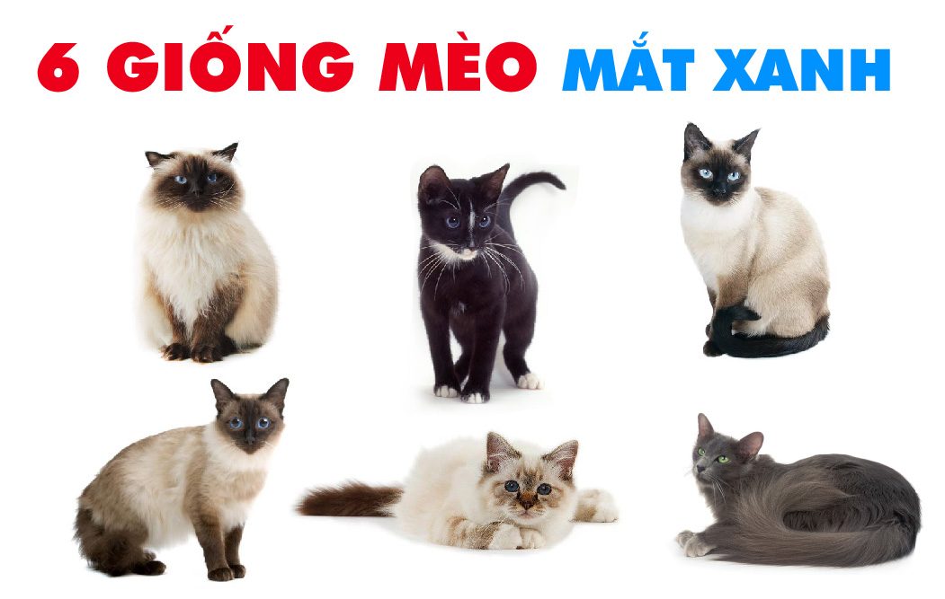 Top 6 giống mèo mắt xanh đặc biệt