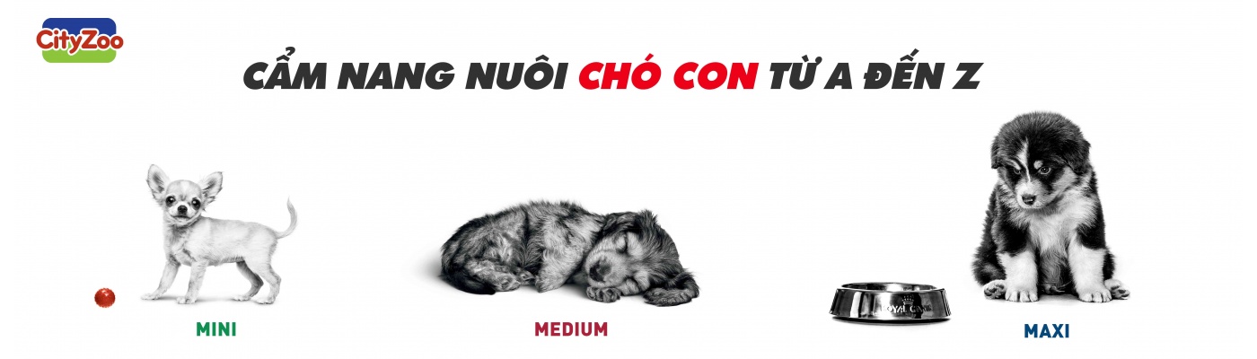 Nuôi chó con từ A đến Z