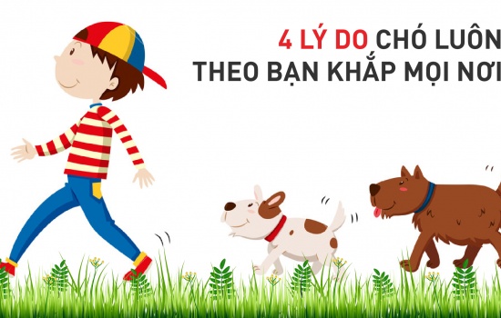 4 lý do chó luôn theo bạn khắp mọi nơi