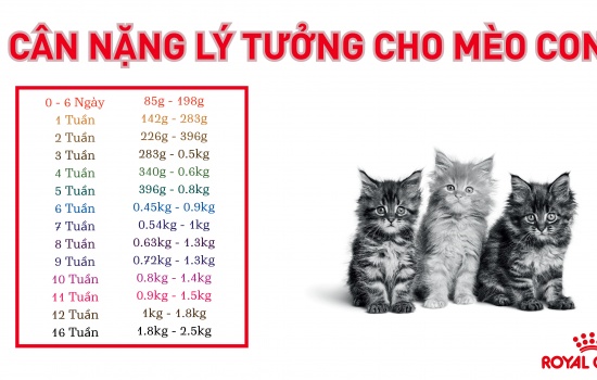 CÂN NẶNG LÝ TƯỞNG CHO MÈO CON