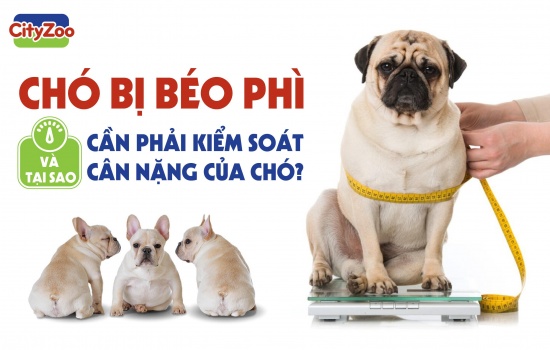 CHÓ BỊ BÉO PHÌ VÀ TẠI SAO CẦN PHẢI KIỂM SOÁT CÂN NẶNG CỦA CHÓ