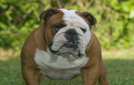 CHÓ ENGLISH BULLDOG – THÂN HÌNH NHỎ, TRÁI TIM LỚN