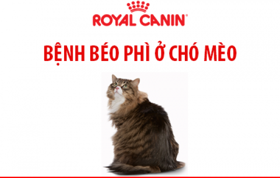 BỆNH BÉO PHÌ Ở CHÓ MÈO