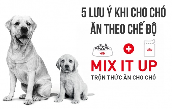 Chế độ ăn Mix-it-up cho chó