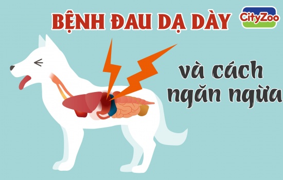 BỆNH ĐAU DẠ DÀY Ở CHÓ VÀ CÁCH NGĂN NGỪA