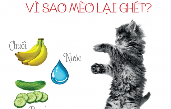 MÈO VÀ NHỮNG ĐIỀU CHÚNG GHÉT