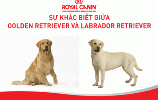 SỰ KHÁC BIỆT GIỮA GOLDEN RETRIEVER VÀ LABRADOR RETRIEVER