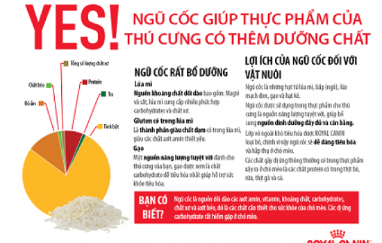 Thức ăn không ngũ cốc có thực sự tốt cho chó mèo?