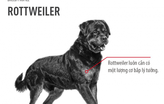 CHÓ ROTTWEILER – CHÚ BẢO VỆ THỰC THỤ