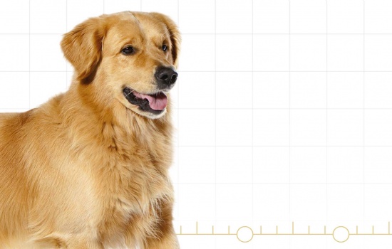 CHÓ GOLDEN RETRIEVER - NGƯỜI BẠN TUYỆT VỜI