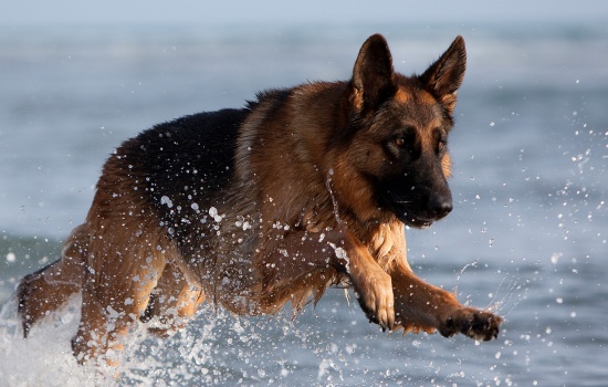 GERMAN SHEPHERD - CHÚ CHÓ BECGIE ĐỨC DŨNG CẢM