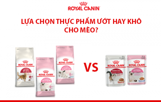 LỰA CHỌN THỰC PHẨM ƯỚT HAY KHÔ CHO MÈO?