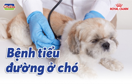 CÁCH NGĂN NGỪA VÀ KIỂM SOÁT BỆNH TIỂU ĐƯỜNG Ở CHÓ