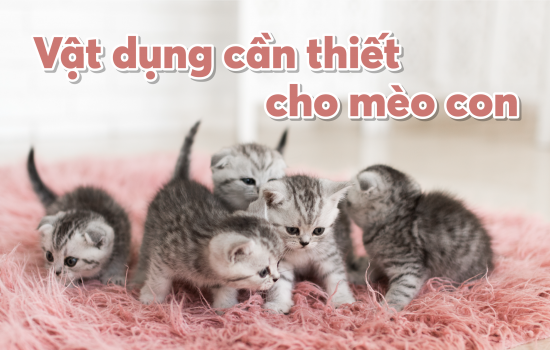 NHỮNG VẬT DỤNG CẦN THIẾT CHO MÈO CON