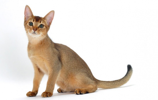 MÈO ABYSSINIAN - KHÍ CHẤT VƯƠNG GIẢ