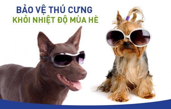 BẢO VỆ THÚ CƯNG KHỎI NHIỆT ĐỘ MÙA HÈ