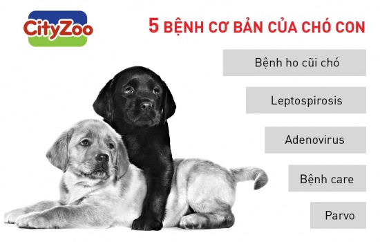 5 căn bệnh ám ảnh mọi chó con