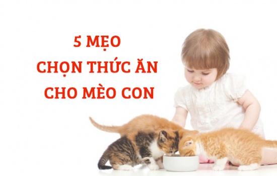 5 MẸO CHỌN THỨC ĂN CHO MÈO CON PHÙ HỢP