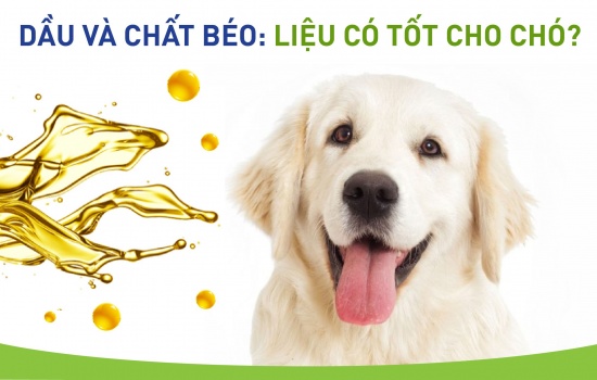 DẦU VÀ CHẤT BÉO: LIỆU CÓ TỐT CHO CHÓ?