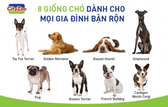 10 giống chó dành cho gia đình bận rộn