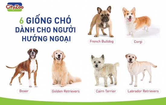 6 giống chó thân thiện dành cho người hướng ngoại