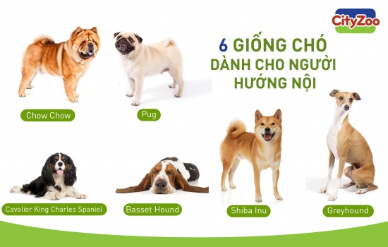 6 giống chó dành cho người hướng nội