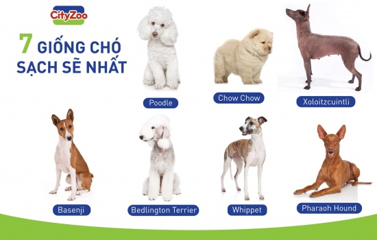 7 giống chó sạch sẽ nhất