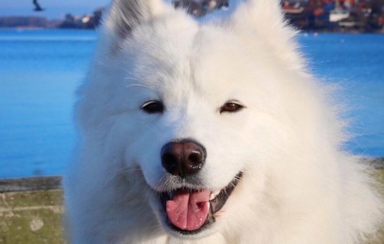 Hãy tìm hiểu chó Samoyed trước khi chọn mua và nuôi