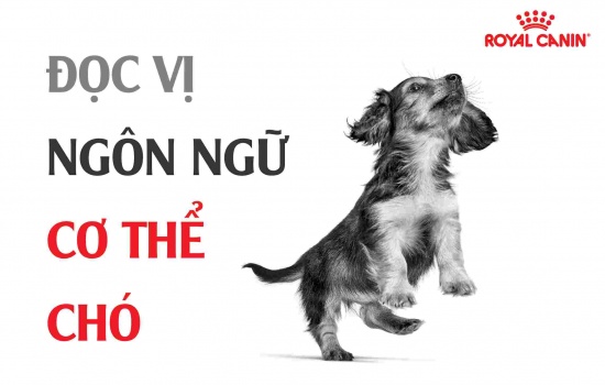 Đọc vị ngôn ngữ cơ thể chó