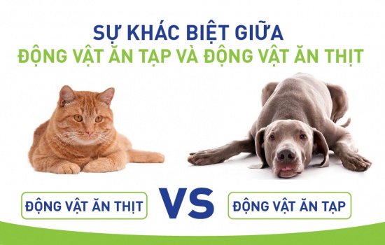 SỰ KHÁC BIỆT GIỮA ĐỘNG VẬT ĂN TẠP VÀ ĐỘNG VẬT ĂN THỊT