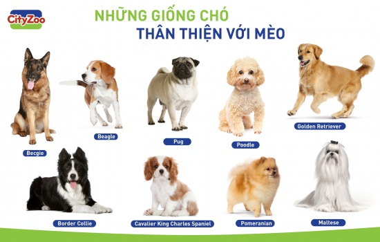 NHỮNG GIỐNG CHÓ THÂN THIỆN VỚI MÈO