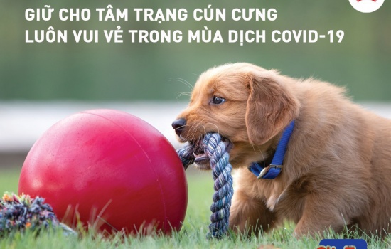 CÁCH LÀM THÚ CƯNG VUI VẺ TRONG MÙA DỊCH COVID-19