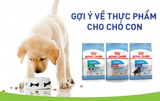 GỢI Ý VỀ THỰC PHẨM CHO CHÓ CON