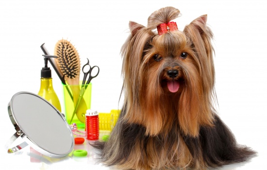 Grooming là gì? 5 bước tự grooming cho chó tại nhà