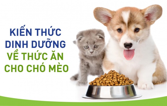 Kiến thức dinh dưỡng cơ bản cho chó mèo