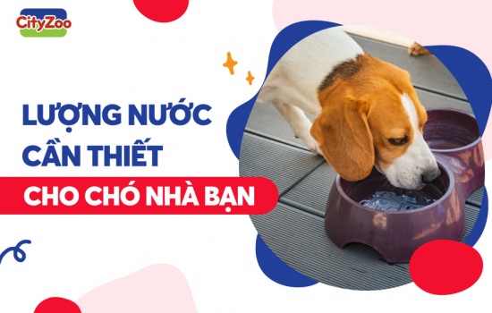 LƯỢNG NƯỚC CẦN THIẾT CHO CHÓ NHÀ BẠN