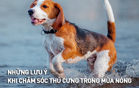 NHỮNG LƯU Ý KHI CHĂM SÓC THÚ CƯNG MÙA NÓNG